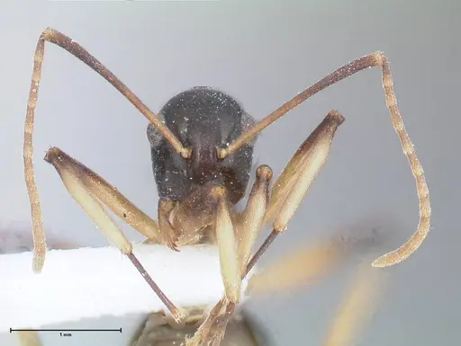 Polyrhachis hippomanes specimen FOCOL2648-1 image focol2648-1_2