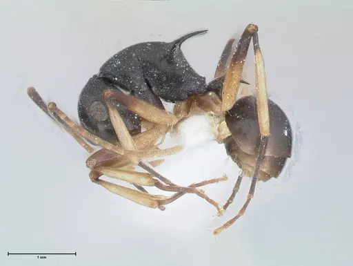 Polyrhachis hippomanes specimen FOCOL2648-1 image focol2648-1_3