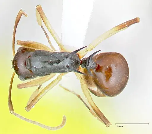 Polyrhachis hippomanes specimen FOCOL2648-2 image focol2648-2_1