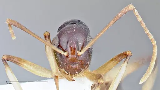 Polyrhachis hippomanes specimen FOCOL2648-2 image focol2648-2_2