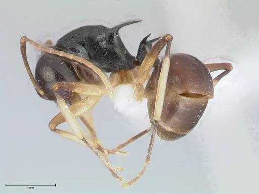 Polyrhachis hippomanes specimen FOCOL2648-2 image focol2648-2_3