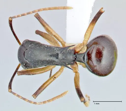 Polyrhachis hippomanes specimen FOCOL2648-3 image focol2648-3_1