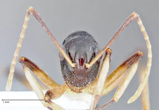 Polyrhachis hippomanes specimen FOCOL2648-3 image focol2648-3_2