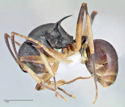 Polyrhachis hippomanes specimen FOCOL2648-3 image focol2648-3_3