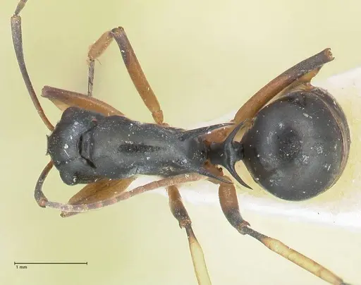 Polyrhachis hippomanes specimen FOCOL2649 image focol2649_1