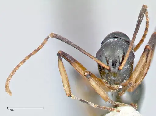 Polyrhachis hippomanes specimen FOCOL2649 image focol2649_2