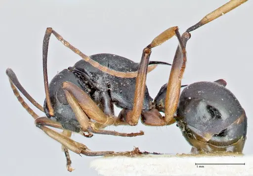 Polyrhachis hippomanes specimen FOCOL2649 image focol2649_3