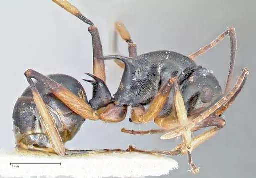 Polyrhachis hippomanes specimen FOCOL2649 image focol2649_4