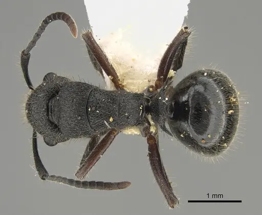 Polyrhachis hirsuta specimen CASENT0887767 image casent0887767_1