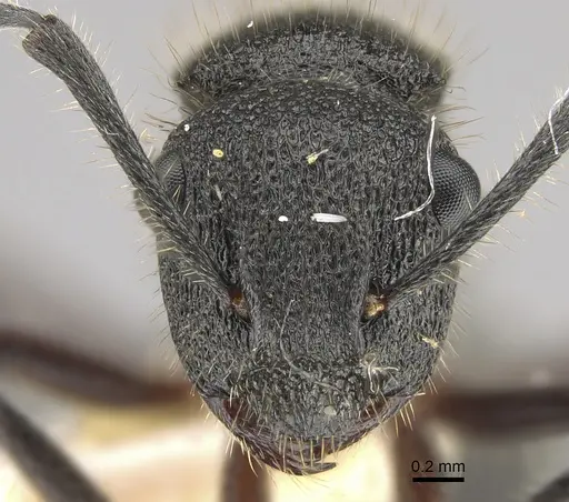 Polyrhachis hirsuta specimen CASENT0887767 image casent0887767_2