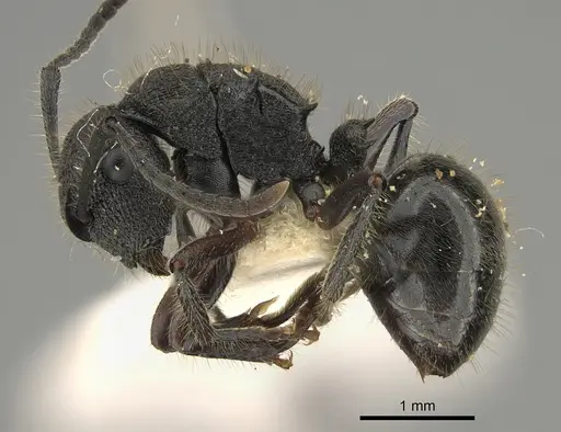 Polyrhachis hirsuta specimen CASENT0887767 image casent0887767_3