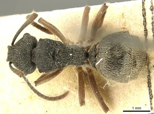 Polyrhachis hirsuta specimen CASENT0915614 image casent0915614_1