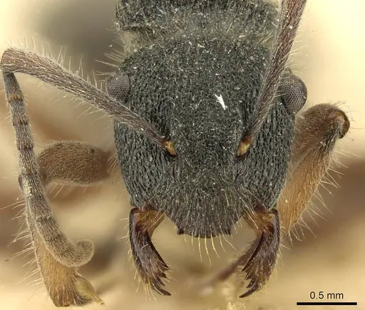 Polyrhachis hirsuta specimen CASENT0915614 image casent0915614_2