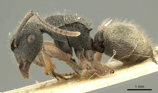 Polyrhachis hirsuta specimen CASENT0915614 image casent0915614_3