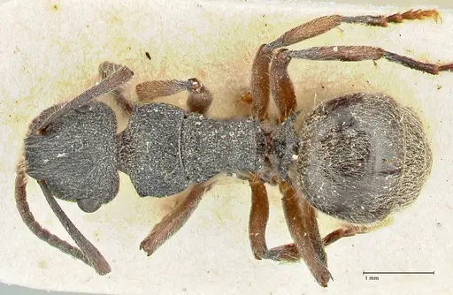 Polyrhachis hirsuta specimen FOCOL2546 image focol2546_1
