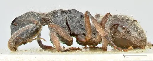 Polyrhachis hirsuta specimen FOCOL2546 image focol2546_3