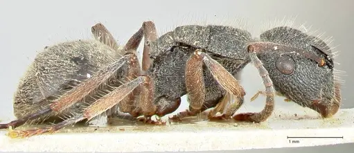 Polyrhachis hirsuta specimen FOCOL2546 image focol2546_4