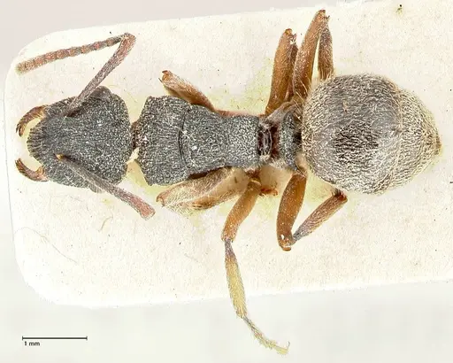 Polyrhachis hirsuta specimen FOCOL2547 image focol2547_1