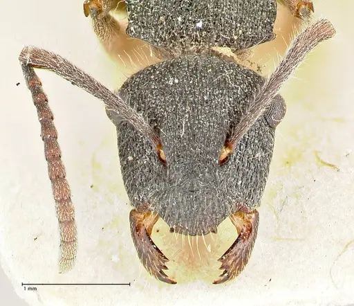 Polyrhachis hirsuta specimen FOCOL2547 image focol2547_2