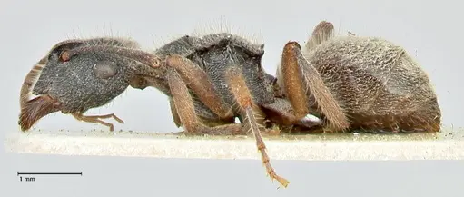 Polyrhachis hirsuta specimen FOCOL2547 image focol2547_3