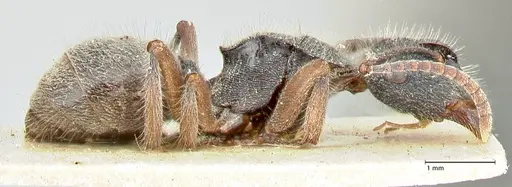 Polyrhachis hirsuta specimen FOCOL2547 image focol2547_4
