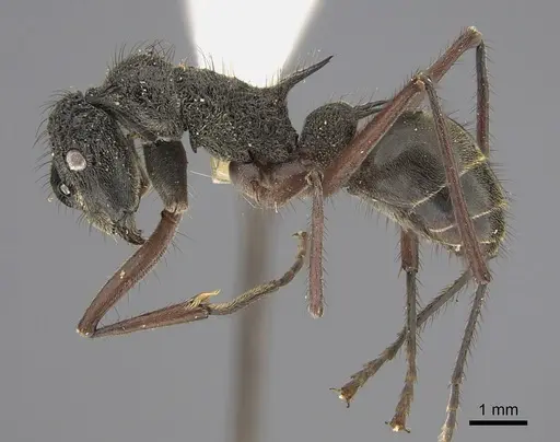 Polyrhachis hirta specimen CASENT0923495 image casent0923495_1