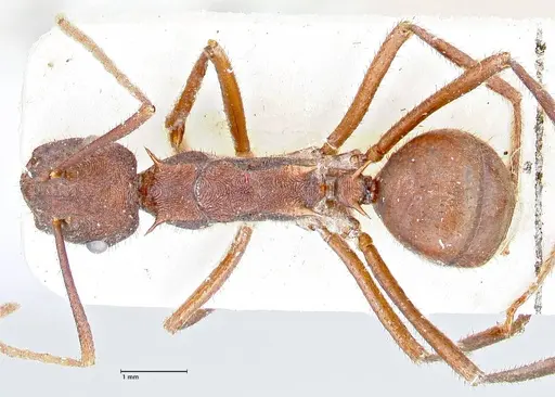 Polyrhachis hirta specimen FOCOL2662 image focol2662_1