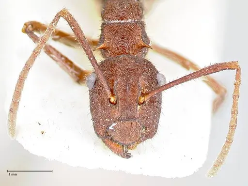 Polyrhachis hirta specimen FOCOL2662 image focol2662_2