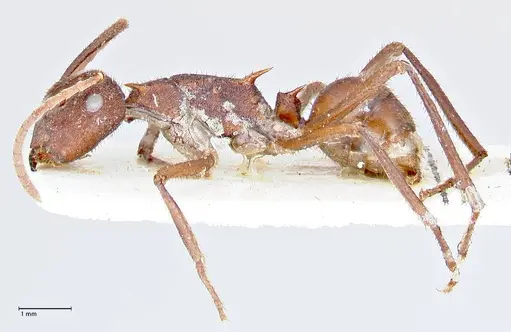 Polyrhachis hirta specimen FOCOL2662 image focol2662_3