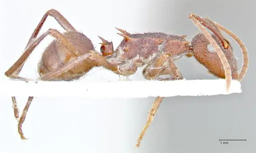Polyrhachis hirta specimen FOCOL2662 image focol2662_4
