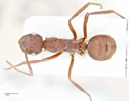 Polyrhachis hirta specimen FOCOL2663 image focol2663_1