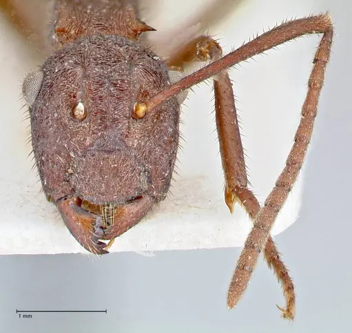 Polyrhachis hirta specimen FOCOL2663 image focol2663_2