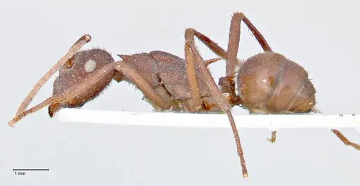 Polyrhachis hirta specimen FOCOL2663 image focol2663_3