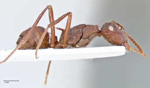 Polyrhachis hirta specimen FOCOL2663 image focol2663_4