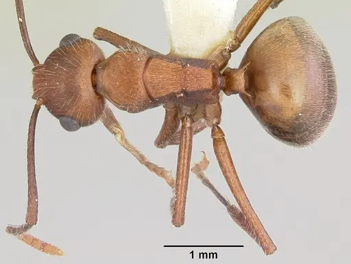 Polyrhachis hispida specimen CASENT0103180 image casent0103180_1