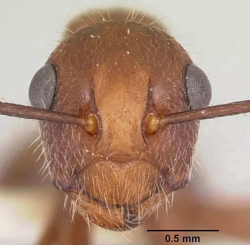 Polyrhachis hispida specimen CASENT0103180 image casent0103180_2