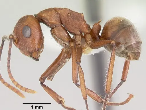 Polyrhachis hispida specimen CASENT0103180 image casent0103180_3