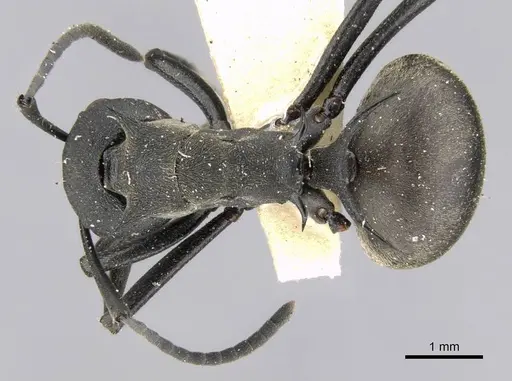 Polyrhachis hodgsoni specimen CASENT0906778 image casent0906778_1