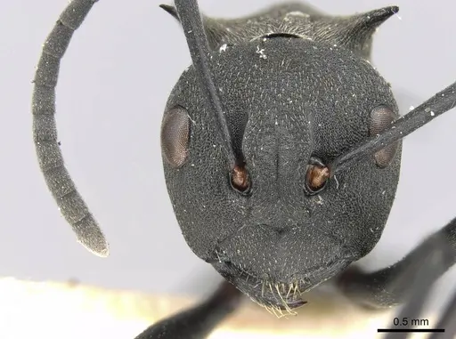 Polyrhachis hodgsoni specimen CASENT0906778 image casent0906778_2