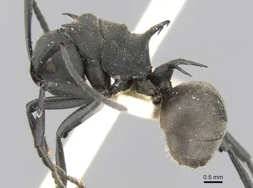 Polyrhachis hodgsoni specimen CASENT0906778 image casent0906778_3