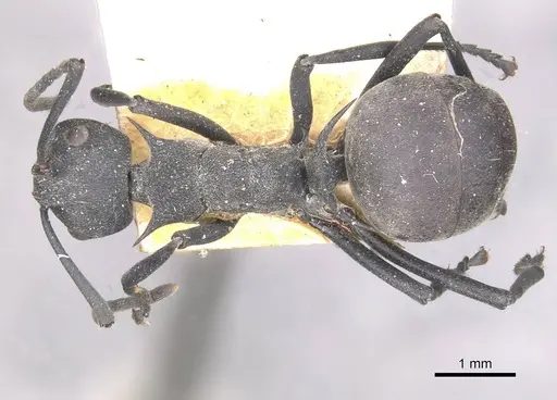 Polyrhachis hodgsoni specimen CASENT0910890 image casent0910890_1