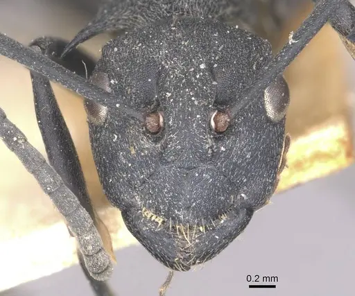 Polyrhachis hodgsoni specimen CASENT0910890 image casent0910890_2