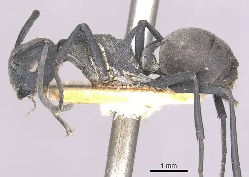 Polyrhachis hodgsoni specimen CASENT0910890 image casent0910890_3