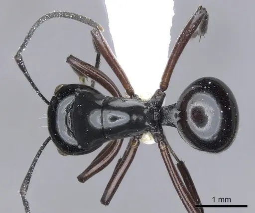 Polyrhachis hoelldobleri specimen CASENT0903420 image casent0903420_1