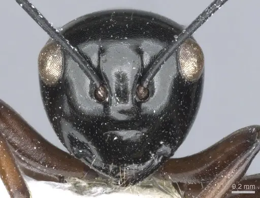 Polyrhachis hoelldobleri specimen CASENT0903420 image casent0903420_2