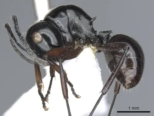 Polyrhachis hoelldobleri specimen CASENT0903420 image casent0903420_3
