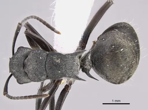 Polyrhachis hoffmanni specimen CASENT0887786 image casent0887786_1