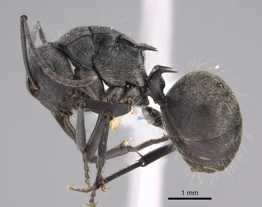 Polyrhachis hoffmanni specimen CASENT0887786 image casent0887786_3