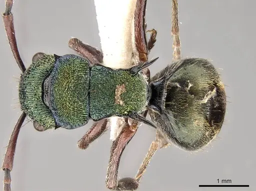 Polyrhachis hookeri specimen CASENT0281424 image casent0281424_1