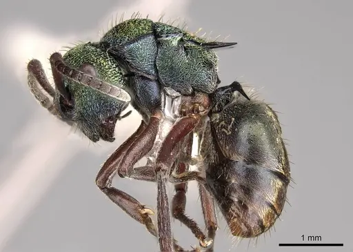Polyrhachis hookeri specimen CASENT0281424 image casent0281424_4